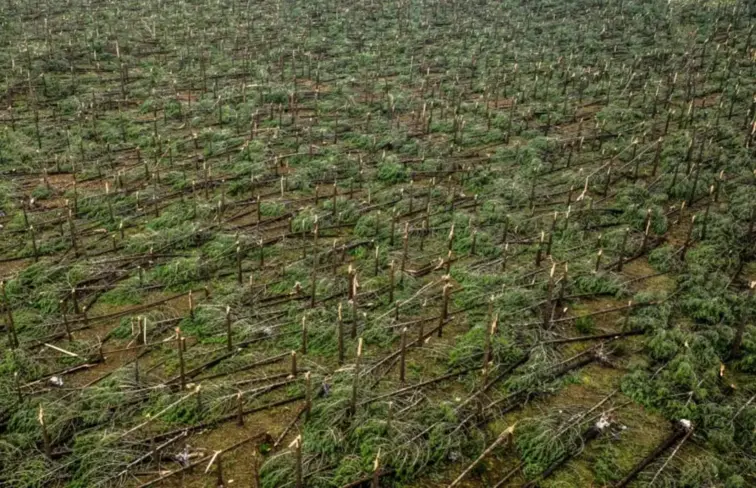 Pinhal com arvores caídas após mau tempo